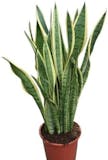 10 Best Air Purifying House Plants UK 2024 | Interior Designer Reviewed 5