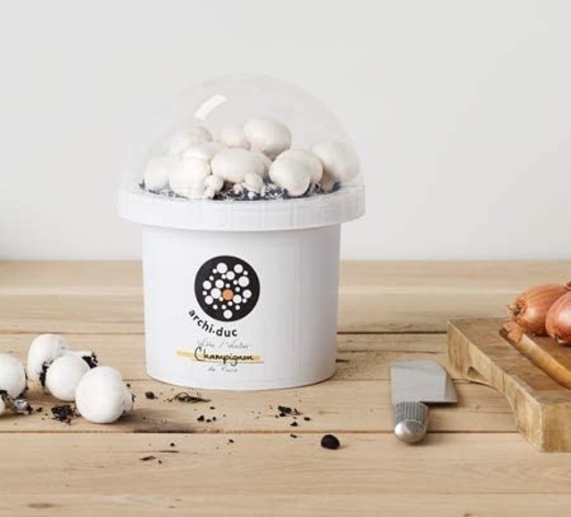 10 Best Mushroom Growing Kits UK 2024 | Shiitake, Chestnut, Pink Oyster and More 5