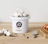 10 Best Mushroom Growing Kits UK 2024 | Shiitake, Chestnut, Pink Oyster and More 5