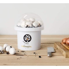 White Button Mushroom Grow Kit
