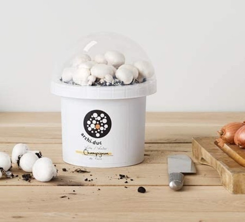 White Button Mushroom Grow Kit 1