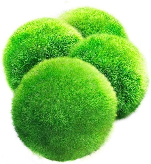 8 Best Plants for the Bathroom 2024 | UK Interior Designer Reviewed 4