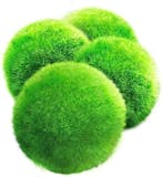 8 Best Plants for the Bathroom 2024 | UK Interior Designer Reviewed 4