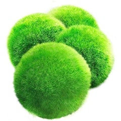 Marimo Moss Balls