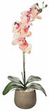 10 Best Cat-Safe Plants UK 2024 4