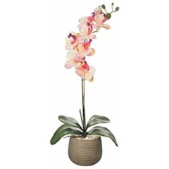 Everlasting Single Moth Orchid