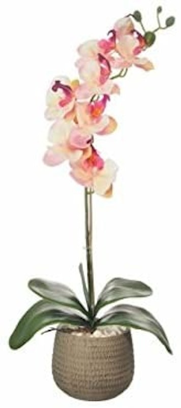 Everlasting Single Moth Orchid 1