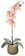 Homestreet Everlasting Single Moth Orchid 1