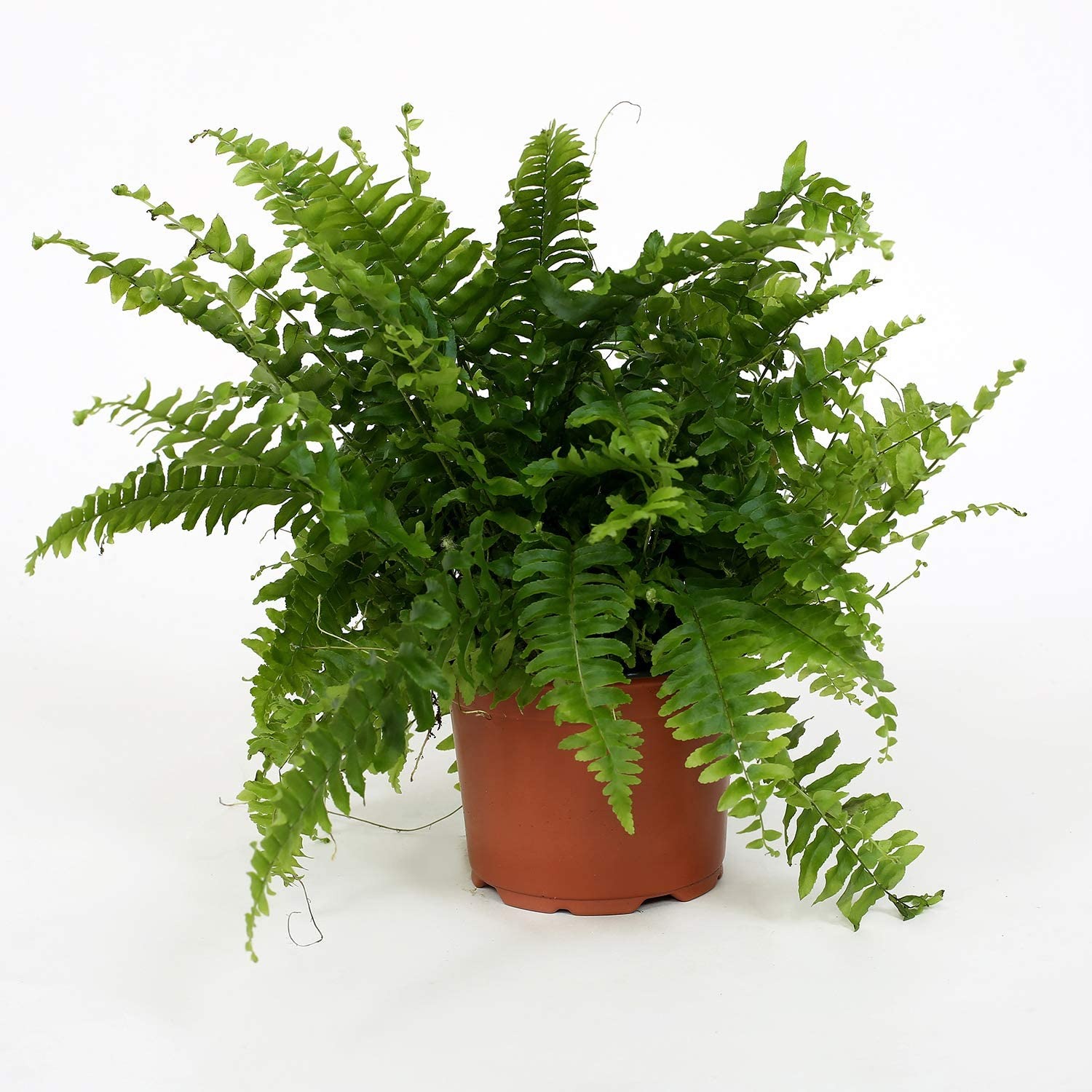 Boston Fern Plant 1