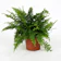 Amazon Boston Fern Plant 1