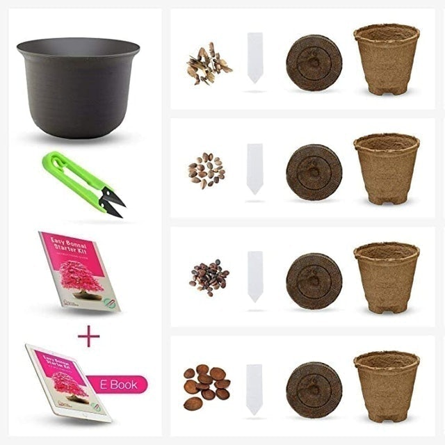 Easy Bonsai Starter Kit 3