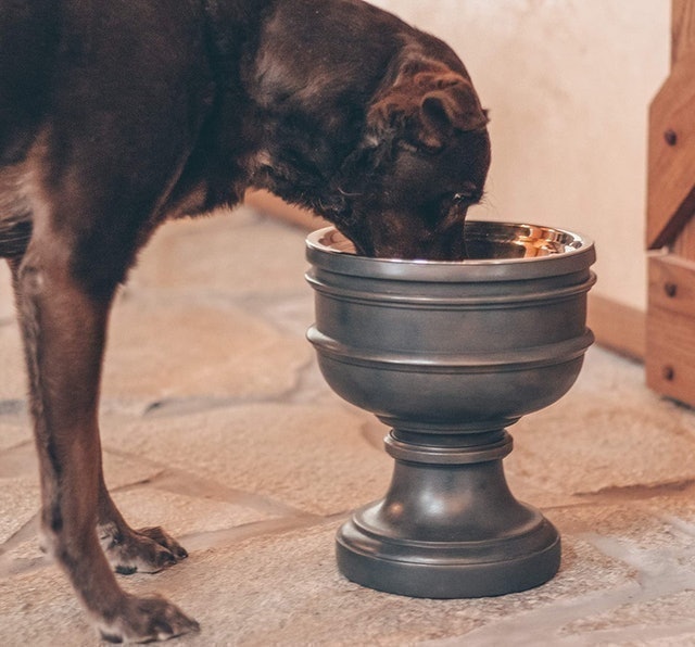 Summit Elevated Dog Bowl 3
