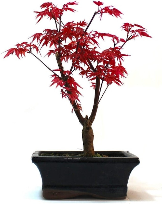 Japanese Maple Deshojo Bonsai 1