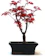 Seikatsu Bonsai Japanese Maple Deshojo Bonsai 1