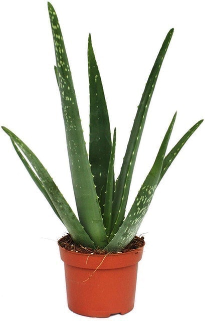 Aloe Vera 1