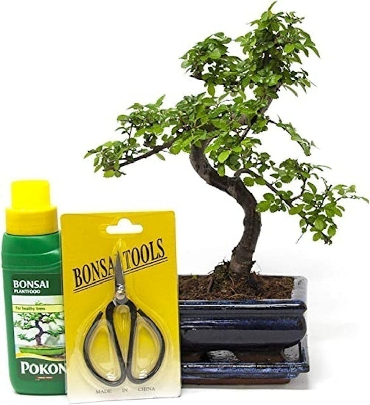 Chinese Elm Bonsai Tree Kit 1