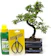 Bonsai2U Chinese Elm Bonsai Tree Kit 1