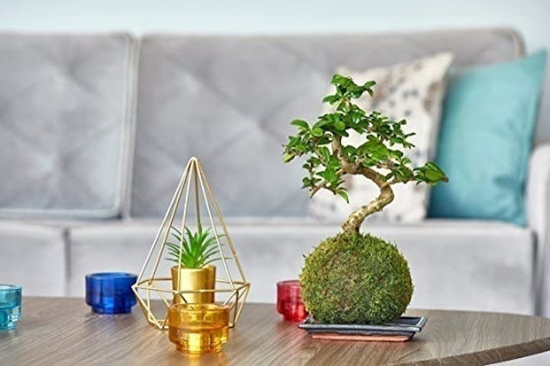 Bonsai Tree With Fertilized Green Moss Ball 2