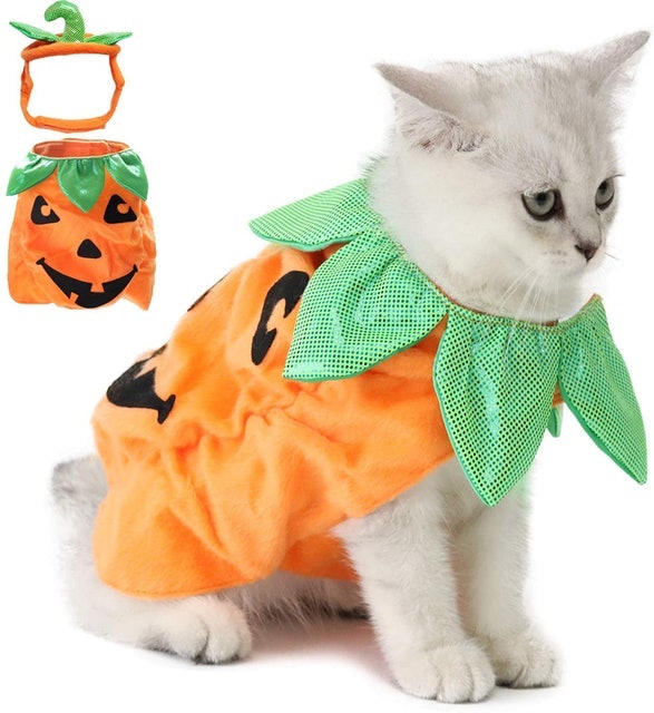 10 Best Halloween Costumes for Cats UK 1