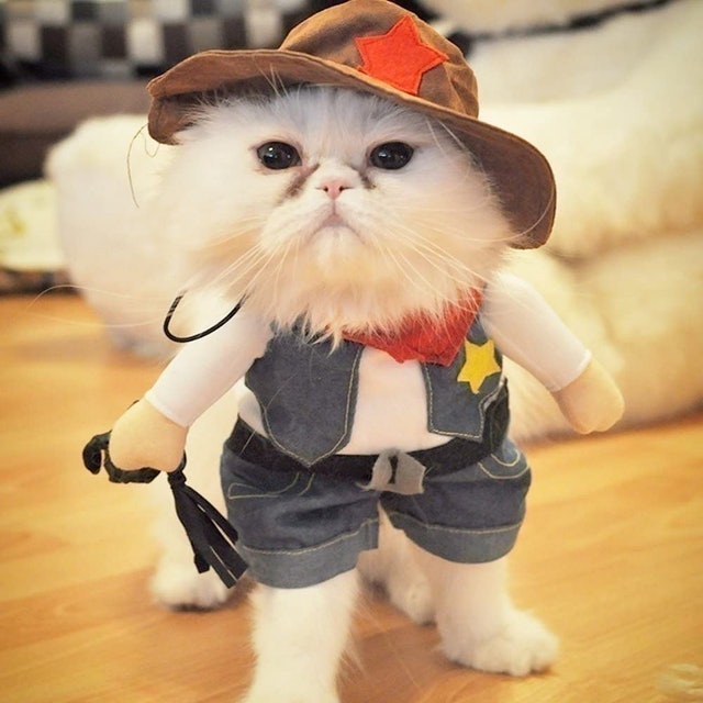 The Cowboy Cat Costume 2