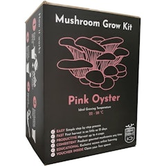 XL Oyster Mushroom Growing Kits