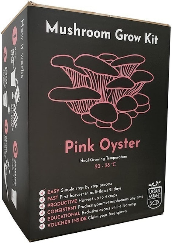 XL Oyster Mushroom Growing Kits 1