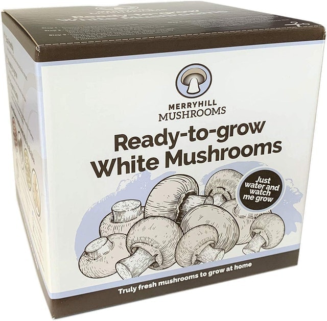 White Mushroom Growing Kit 1