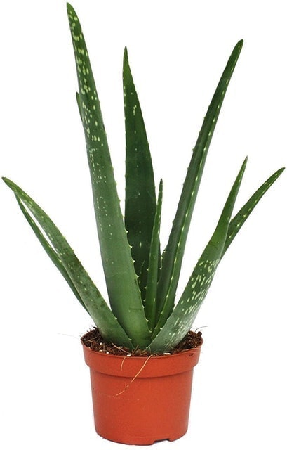 10 Best Air Purifying House Plants UK 2024 | Interior Designer Reviewed 2