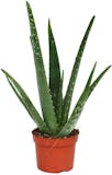 10 Best Air Purifying House Plants UK 2024 | Interior Designer Reviewed 2