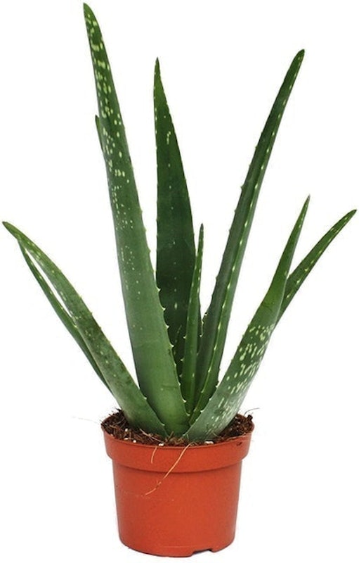 Aloe Vera 1