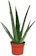The GardenersDream Store Aloe Vera 1