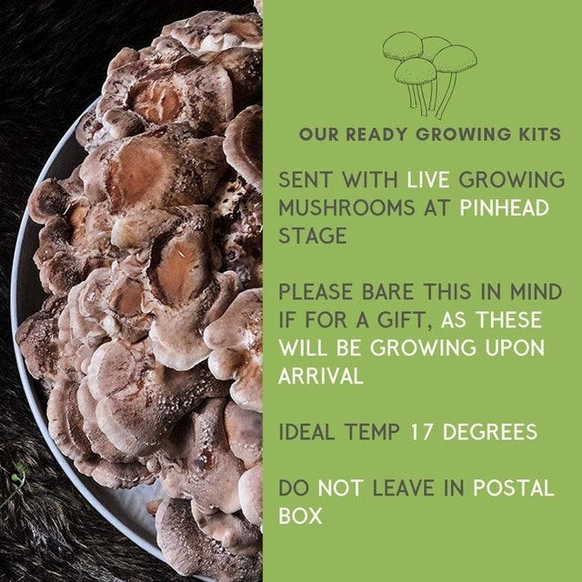 Shiitake Mushroom Growing Kit 3