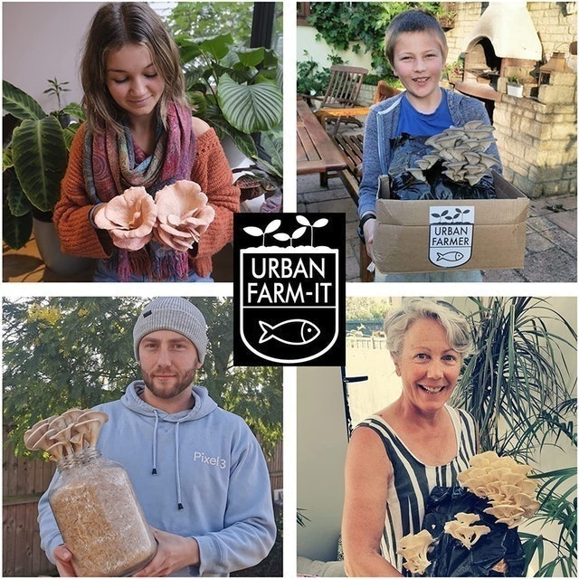 XL Oyster Mushroom Growing Kits 3