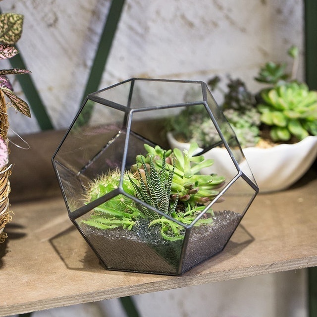 Pentagon Geometric Terrarium 3