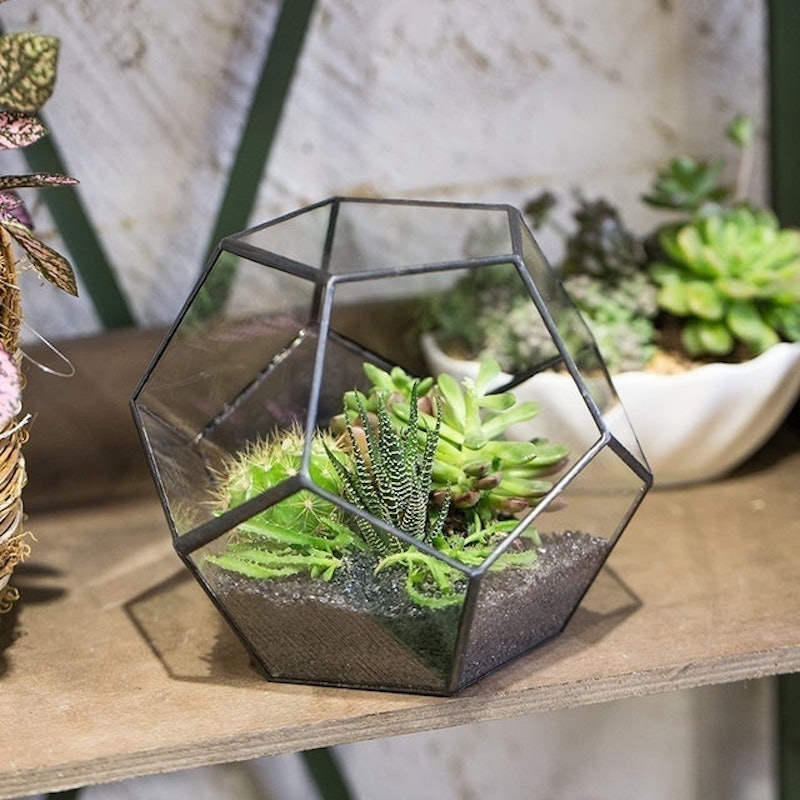 Pentagon Geometric Terrarium 3