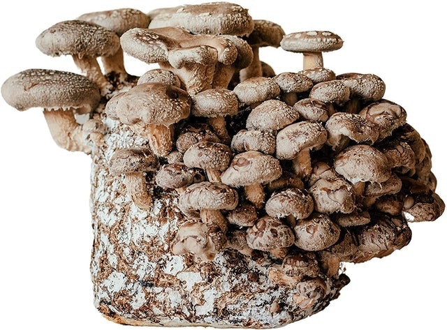 10 Best Mushroom Growing Kits UK 2024 | Shiitake, Chestnut, Pink Oyster and More 4