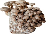 10 Best Mushroom Growing Kits UK 2024 | Shiitake, Chestnut, Pink Oyster and More 4