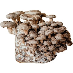 Shiitake Mushroom Growing Kit