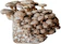 Merryhill Mushrooms Shiitake Mushroom Growing Kit 1