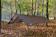 DD Hammocks Compact Waterproof Tarpaulin 1