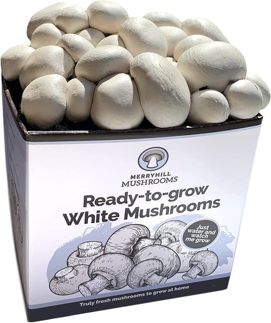 White Mushroom Growing Kit 2