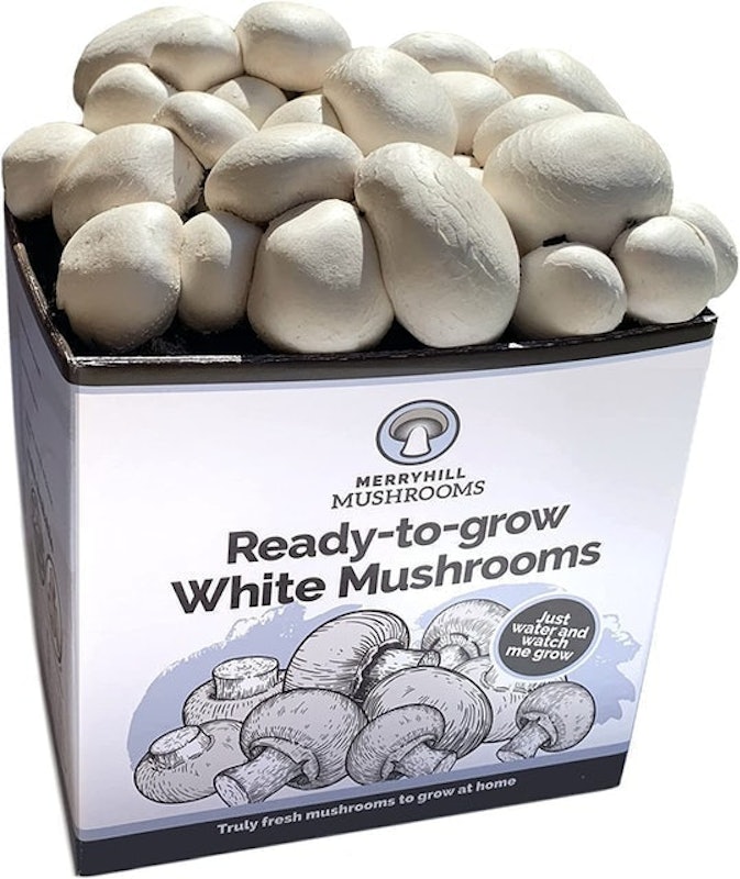 White Mushroom Growing Kit 2