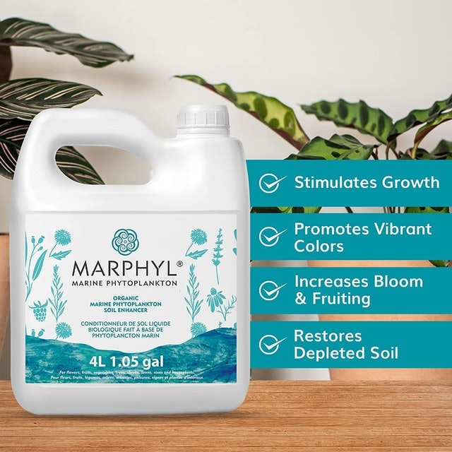 Marine Phytoplankton 3