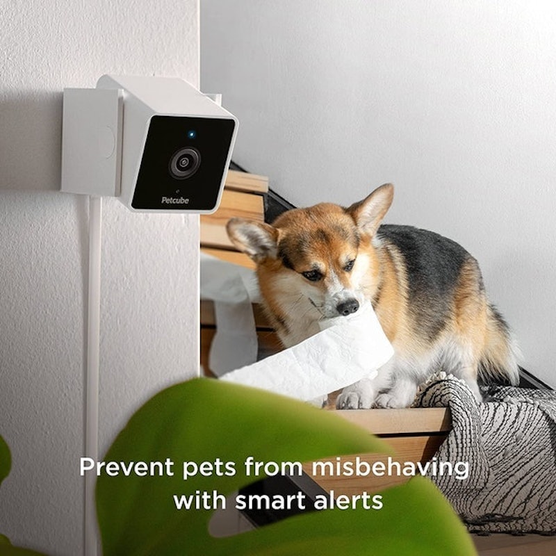 Pet Camera 4
