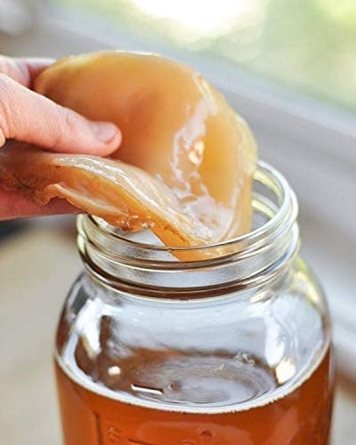 Large Kombucha SCOBY 1