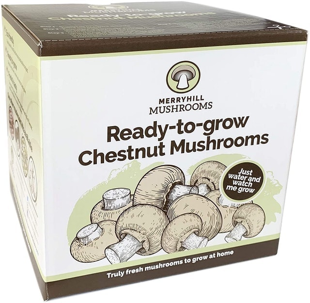 Chestnut Mushroom Growing Kit 1