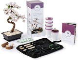 10 Best Bonsai Trees UK 2024 | The Little Botanical, Simply Plant and More 1