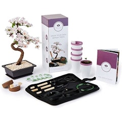 Grown Your Own Bonsai Trees Kit