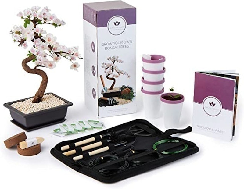 Grown Your Own Bonsai Trees Kit 1