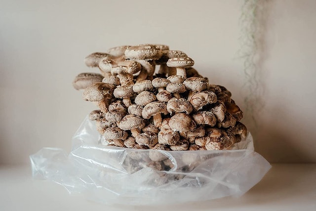Shiitake Mushroom Growing Kit 2